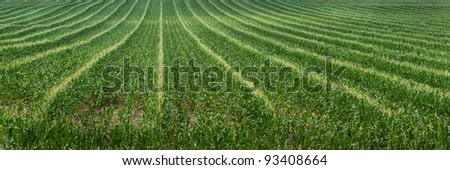 Corn Field Rows - panoramic view of tasseled and de-tasseled seed corn
