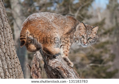 Bobcat (Lynx rufus) Crouches on Snowy Stump - captive animal
