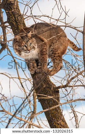Bobcat (Lynx rufus) Crouches Camouflaged in Tree - captive animal