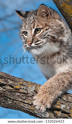 Bobcat (Lynx rufus) Claws at Branch - captive animal