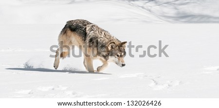 Grey Wolf (Canis lupus) Stalks Right Through Snow - captive animal