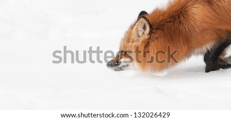 Red Fox (Vulpes vulpes) Moves Through the Snow - closeup with copy space to left - captive animal