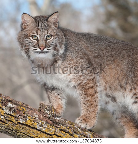 Bobcat (Lynx rufus) Stands on Branch Looking Right - captive animal