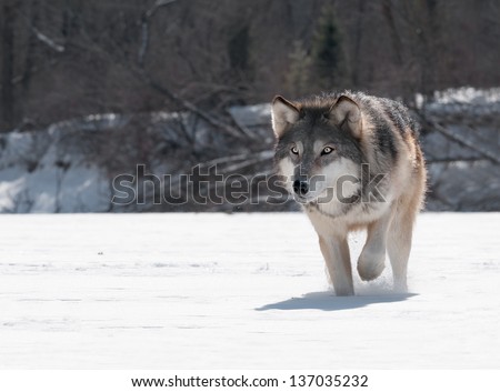 Grey Wolf (Canis lupus) Close Up Stalk - captive animal