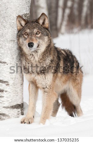 Grey Wolf (Canis lupus) Next to Birch Looks Up - captive animal