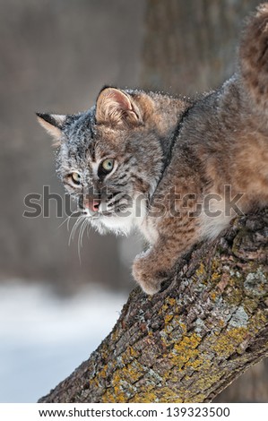 Bobcat (Lynx rufus) Looks Back - captive animal