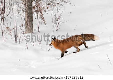 Red Fox (Vulpes vulpes) Trots Through Brushy Area - captive animal