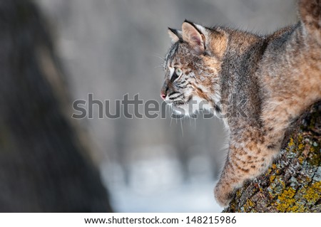 Bobcat (Lynx rufus) on Branch Looking Left - captive animal, copy space left