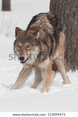 Grey Wolf (Canis lupus) Crouches  by Tree - captive animal