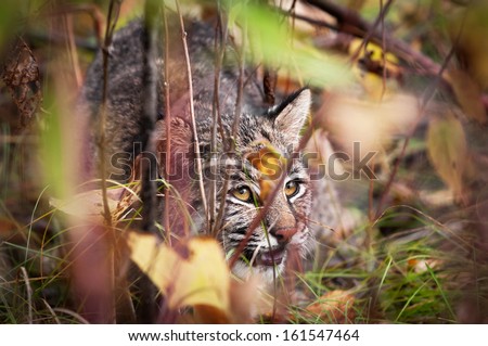 Bobcat (Lynx rufus) Displaying Stalking Behavior - captive animal, extremely tight depth of field