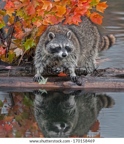 Raccoon (Procyon lotor) Stands Spread Legged on Log in Water - captive animal