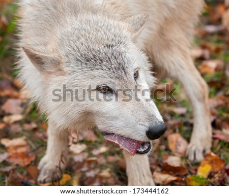 Blonde Wolf (Canis lupus) Chews on Meat Snack - captive animal