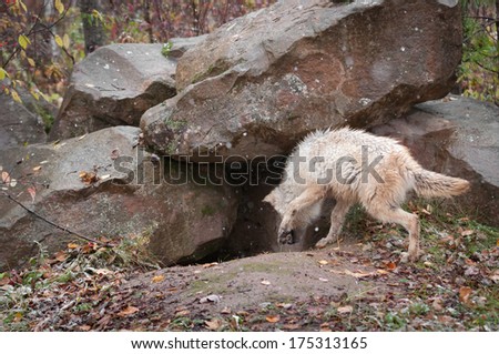 Blonde Wolf (Canis lupus) Checks out Den  - captive animal