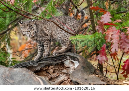 Bobcat Kitten (Lynx rufus) Looks Right from Atop Log - captive animal