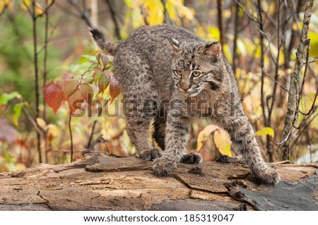 Bobcat Kitten (Lynx rufus) Quick Turn - captive animal