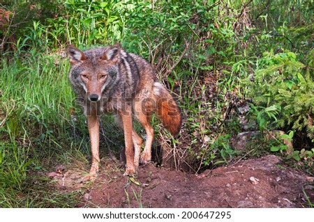 Coyote (Canis latrans) Climbs Out of Den - captive animal