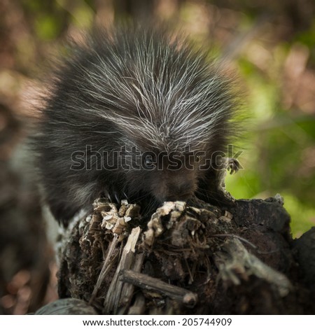 Baby Porcupine (Erethizon dorsatum) Sniffs at Branch - captive animal