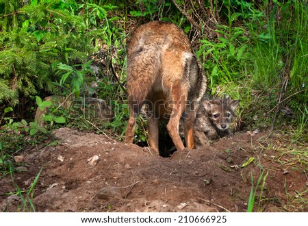 Coyote Pup (Canis latrans) Looks Out from Den While Adult Digs - captive animals