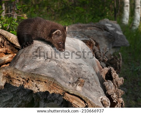 Young Fisher (Martes pennanti) Looks Down Side of Log - captive animal