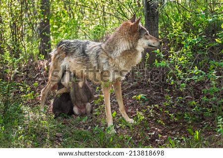 Grey Wolf (Canis lupus) Feeds Her Pups in Shady Area - captive animals