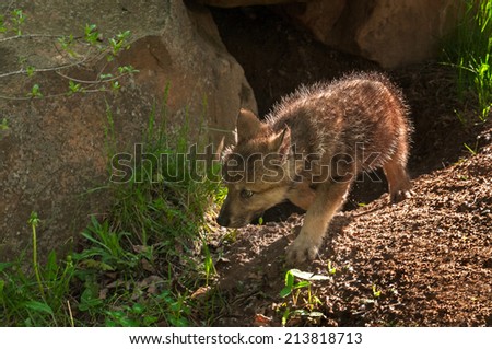 Grey Wolf (Canis lupus) Pup Moves Left out of Den - captive animal