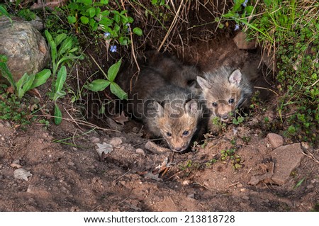 Red Fox Kits (Vulpes vulpes) Peek out of Underground Den - captive animals