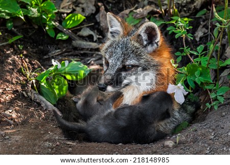 Grey Fox Vixen (Urocyon cinereoargenteus) Feeds Kits at Den - captive animal