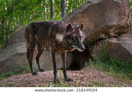 Black Wolf (Canis lupus) Stands in Front of Den Site - captive animal