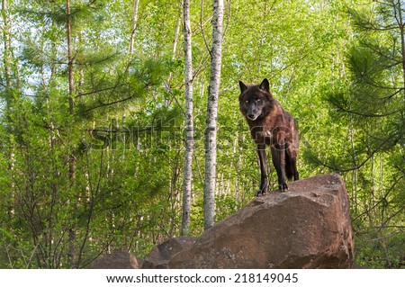 Black Wolf (Canis lupus) Stands on Top of Den Horizontal - captive animal