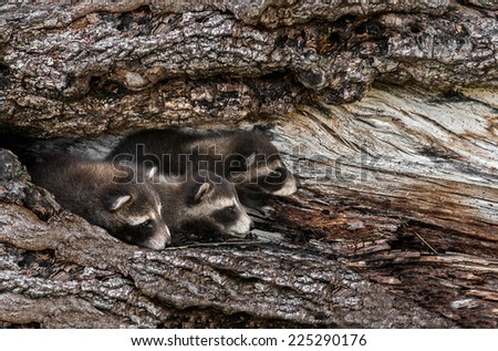 Trio of Baby Raccoons (Procyon lotor) Peek Out from Tree - captive animals