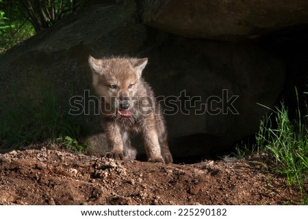 Grey Wolf Pup (Canis lupus) Climbs out of Den with Piece of Meat - captive animal