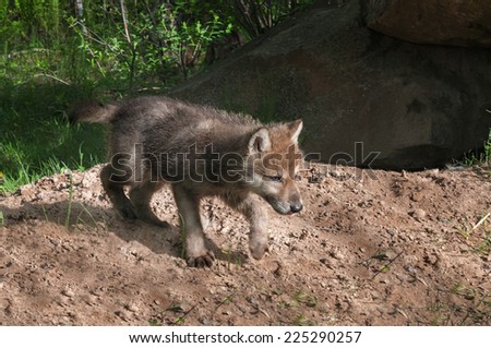 Grey Wolf Pup (Canis lupus) Runs Right - captive animal