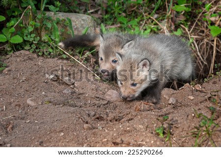 Red Fox Kits (Vulpes vulpes) Crawl out of Den - captive animals