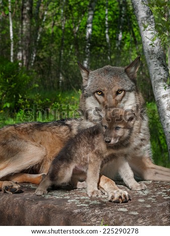 Mother Grey Wolf and Pup (Canis lupus) - captive animals