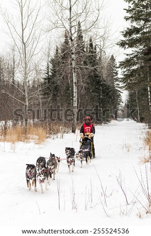 GRAND MARAIS MN - JANUARY 26: Bill Olson\'s team arrives at road crossing during the Middistance portion of the John Beargrease Sled Dog Race. Olson finished 11th on January 26 2015 in Grand Marais MN