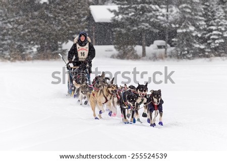 DULUTH MN - JANUARY 27: Erin Altemus\' team leaves Trail Center Checkpoint in the Marathon portion of the John Beargrease Sled Dog Race. Altemus finished 4th on January 27 2015 in Duluth MN