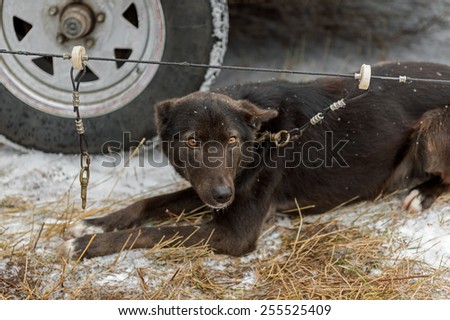 Sled Dog Clipped to Line Near Truck