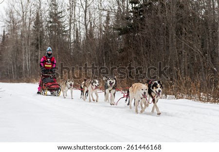 FINLAND MN - JANUARY 25: Kayla Borntrager\'s team races along the trail during the Mid-distance portion of the John Beargrease Sled Dog Race. Borntrager scratched on January 25, 2015 in Finland, MN.