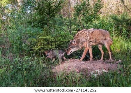 Adult Coyote (Canis latrans) Sniffs at Rear of Pup - captive animal