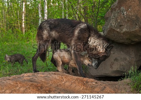 Black Wolf (Canis lupus) and Pup Share Moment at Densite - captive animals
