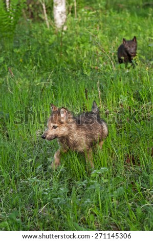 Grey Wolf (Canis lupus) Pup Runs Through Wet Grass - black wolf pup in background - captive animals