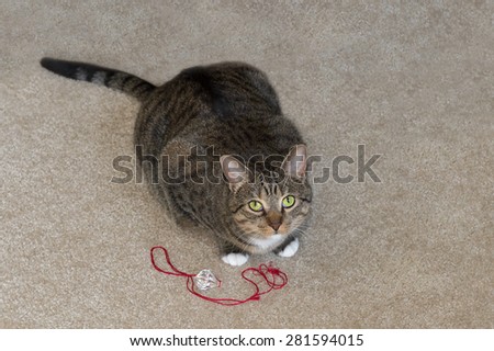 Domestic Cat Looks Up from Play - red string toy