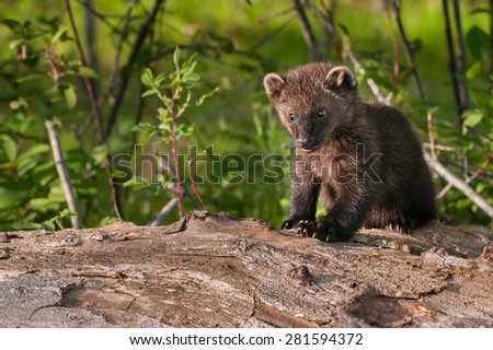 Young Fisher (Martes pennanti) Sits on Log Copy Space Left - captive animal