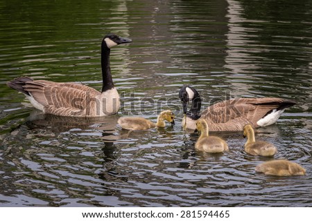 Canada Goose (Branta canadensis) Family Feeding Time - swimming in pond