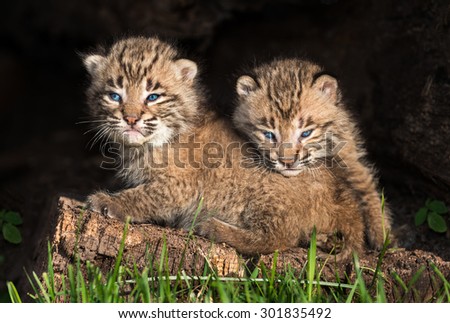 Baby Bobcat Kittens (Lynx rufus) Hide out in Hollow Log - captive animals