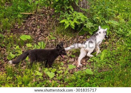 Young Silver Fox Chases after Young Marble Fox (Vulpes vulpes) - captive animals