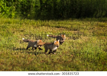 Three Red Fox Kits (Vulpes vulpes) Run Through the Grass - captive animals