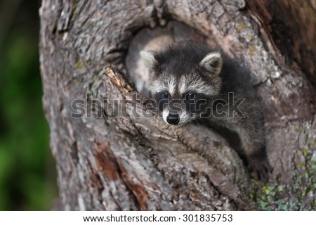 Young Raccoon (Procyon lotor) Hangs out of Tree - captive animal