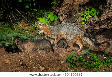 Grey Fox Vixen and Kits (Urocyon cinereoargenteus) Check out Den - captive animals