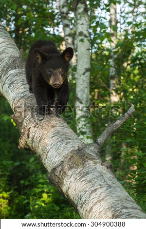 Young Black Bear (Ursus americanus) Walks Down Birch Branch - captive animal